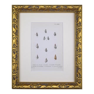 19th Century Antique Hand Colored English Shell Print by John Jeffreys 1869 For Sale