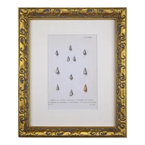 19th Century Antique Hand Colored English Shell Print by John Jeffreys 1869