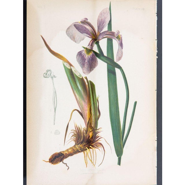 A color print of an Iris Versicolor Blue Flag on paper. This print captures the essence of the native to the US blooming...