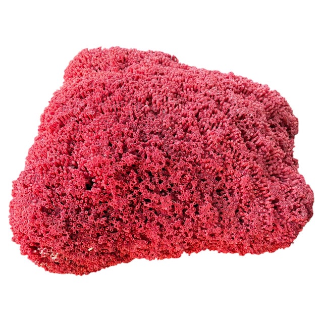 Large Red Coral Specimen, Organic Modern Style, 20th Century #6 | Chairish