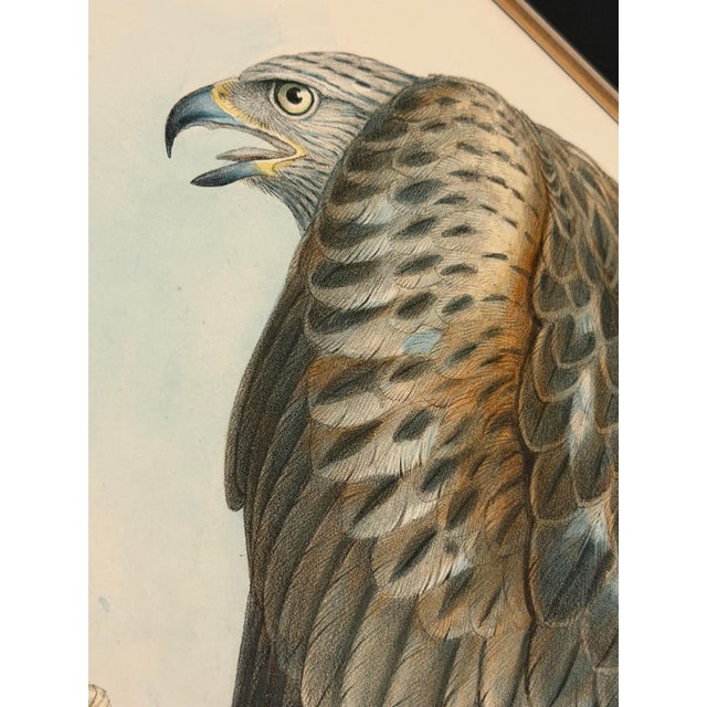 19th-Century Framed John Gould Red Kite | Original Antique Bird Print For Sale In Columbus - Image 6 of 12