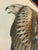 19th-Century Framed John Gould Red Kite | Original Antique Bird Print For Sale In Columbus - Image 6 of 12