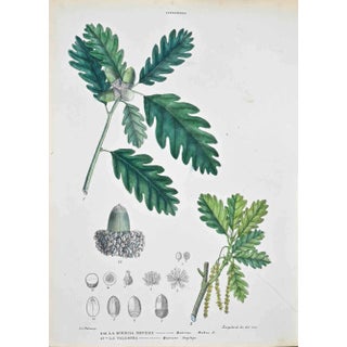 Vincenzo Tenore, The Cupolifere, Lithograph, 1870s For Sale