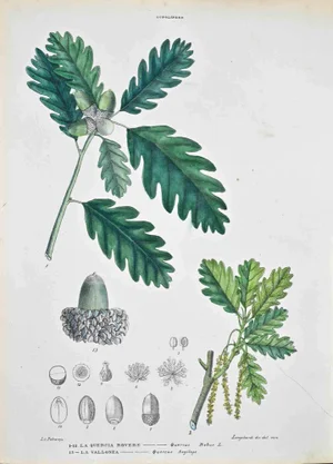 Vincenzo Tenore, The Cupolifere, Lithograph, 1870s