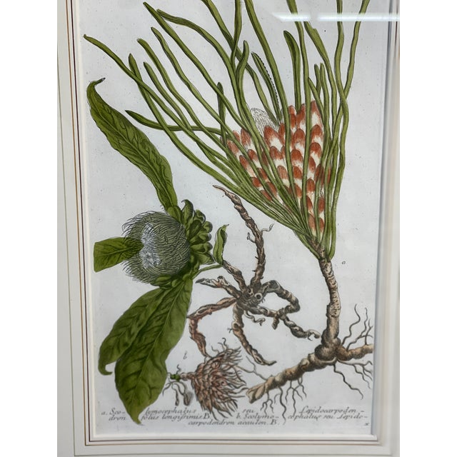Johann Wilhelm Weinmann (1683-1741) was an apothecary and botanist who resided in Regensburg, Germany. He produced the...