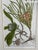 Johann Wilhelm Weinmann (1683-1741) was an apothecary and botanist who resided in Regensburg, Germany. He produced the...
