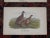 Antique 19th Century American Bird Lithographs - Set of 12 For Sale In Cincinnati - Image 6 of 8