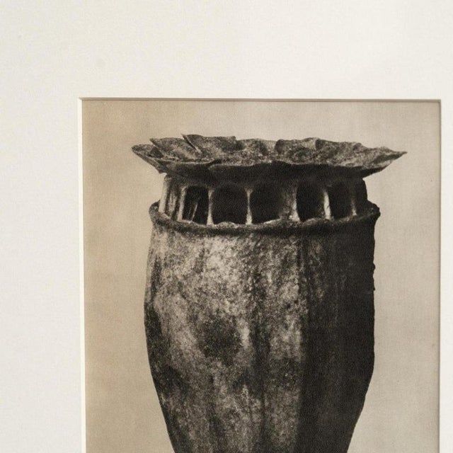 Karl Blossfeldt, Natural Grace, 1942, Photogravure, Framed For Sale - Image 4 of 13