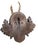 1900 - 1909 Roe Deer Trophy 166 Black Forest Mount Circa 1904 For Sale - Image 5 of 5