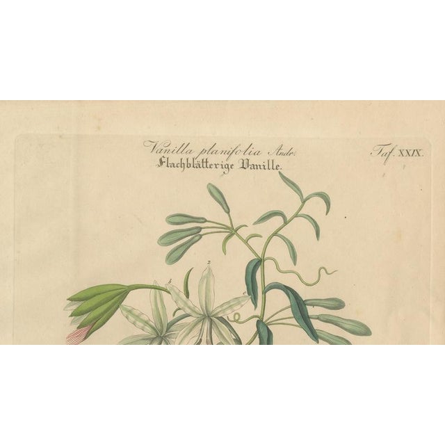 Vanilla Planifolia, 1800s, Paper For Sale - Image 3 of 10