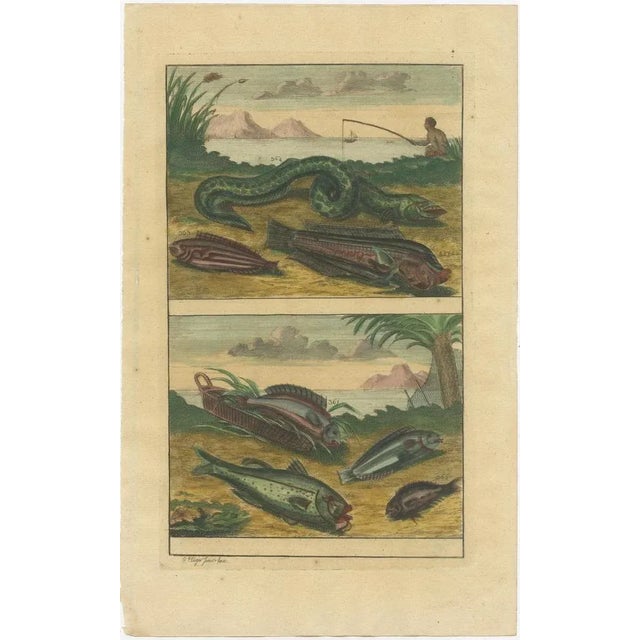 Various Fish Species and Other Marine Life, 1726, Paper, Set of 12 For Sale - Image 4 of 14