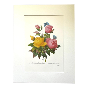 Vintage Pierre-Josephe Redouté Print in 14x18 Mat - Lady Banks’ & Bengal Roses