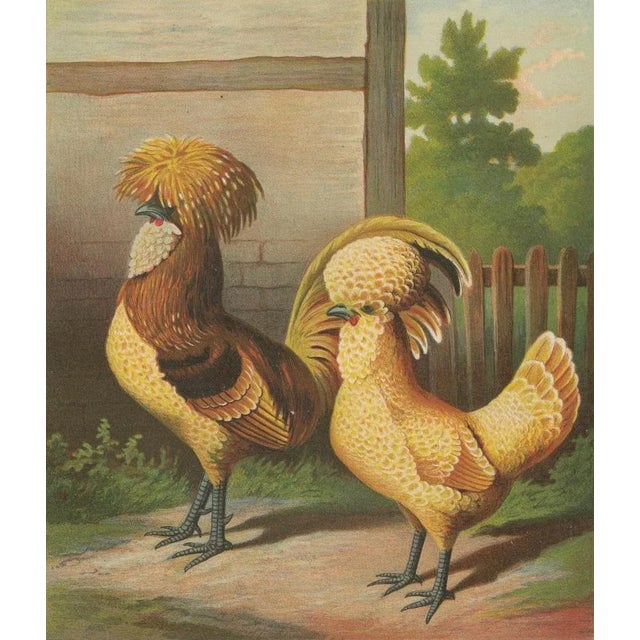 Foerster, The Chamois Polish Chicken, 19th Century, 1888, Print For Sale - Image 6 of 10