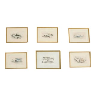 Set of Six 19th Century Hand-Colored Marine Biology Prints For Sale