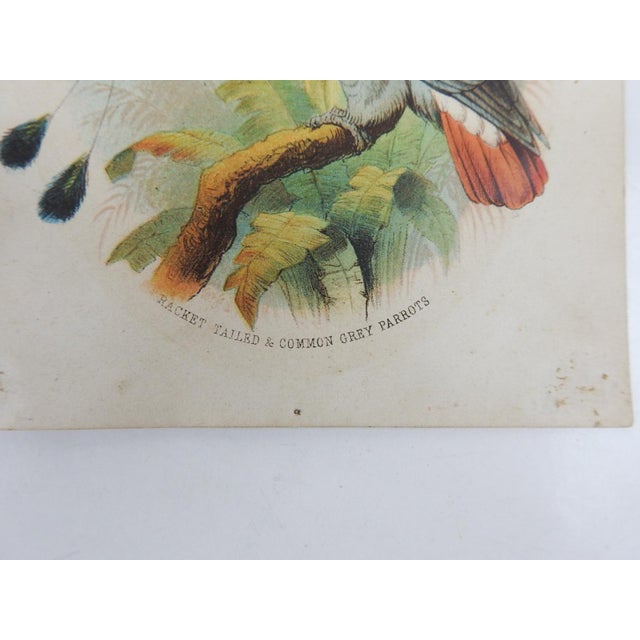 Small antique 1890's color lithograph on card stock of parrots. Unframed, note on back indicates that this was an award to...