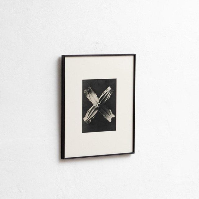 Karl Blossfeldt, Natural Grace, 1942, Photogravure, Framed For Sale - Image 7 of 13