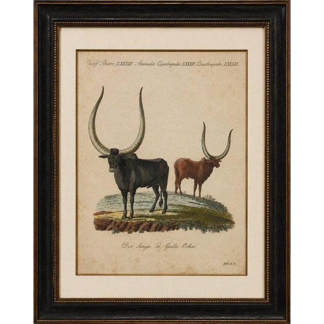 Title: antique african sanga longhorn cattle engraving – bertuch, c. 1810 original antique hand-colored copper engraving...