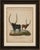 Title: antique african sanga longhorn cattle engraving – bertuch, c. 1810 original antique hand-colored copper engraving...
