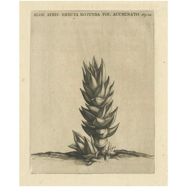 Caspar Commelin, Aloe Afric Erecta, 1706, Engraving For Sale - Image 6 of 6