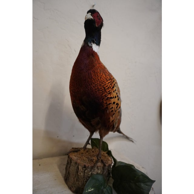 Taxidermy Pheasant Standing on a Piece of Wood For Sale In Los Angeles - Image 6 of 8