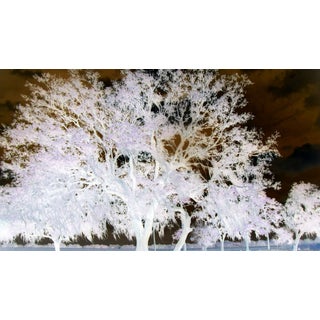 Wise Oak Tree II [Limited Edition 2/10] For Sale