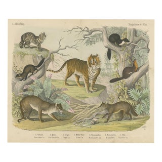 Antique Tiger and Puma Print with Wildcat and Martens, 1890 For Sale