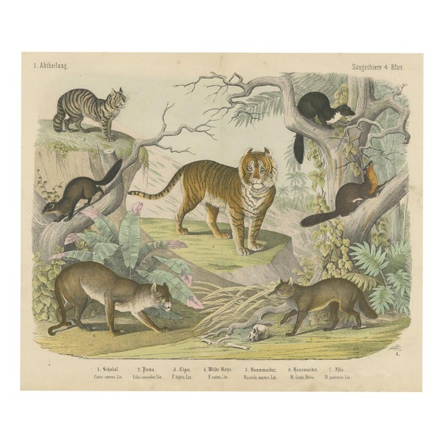 Antique Tiger and Puma Print with Wildcat and Martens, 1890 For Sale