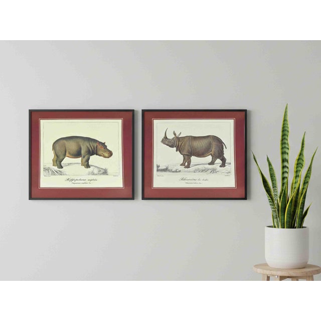 Burgundy Mid 20th Century French Natural History Animal Zoological Illustrations Prints - Hippo & Rhino - Set of 2 For Sale - Image 8 of 8