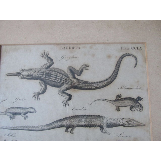 Realism Pair Antique Circa 1789 Natural History Engravings, Reptiles, Lizards, Alligators For Sale - Image 3 of 9