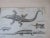 Realism Pair Antique Circa 1789 Natural History Engravings, Reptiles, Lizards, Alligators For Sale - Image 3 of 9