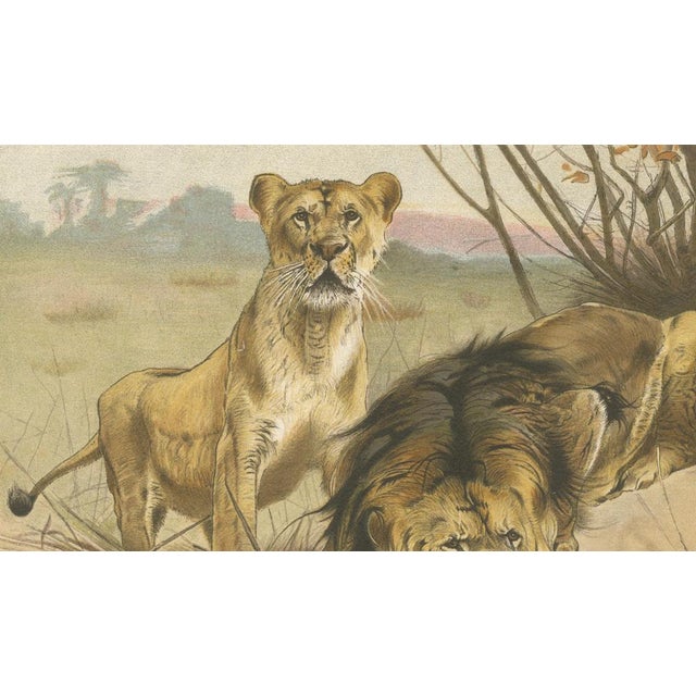After Wilhelm Kuhnert, Lion and Lioness, 1894, Paper For Sale - Image 6 of 9