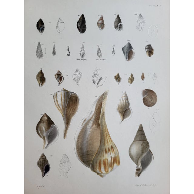 American 1800s Hand Colored Shell Lithograph, Coastal New York For Sale - Image 3 of 4