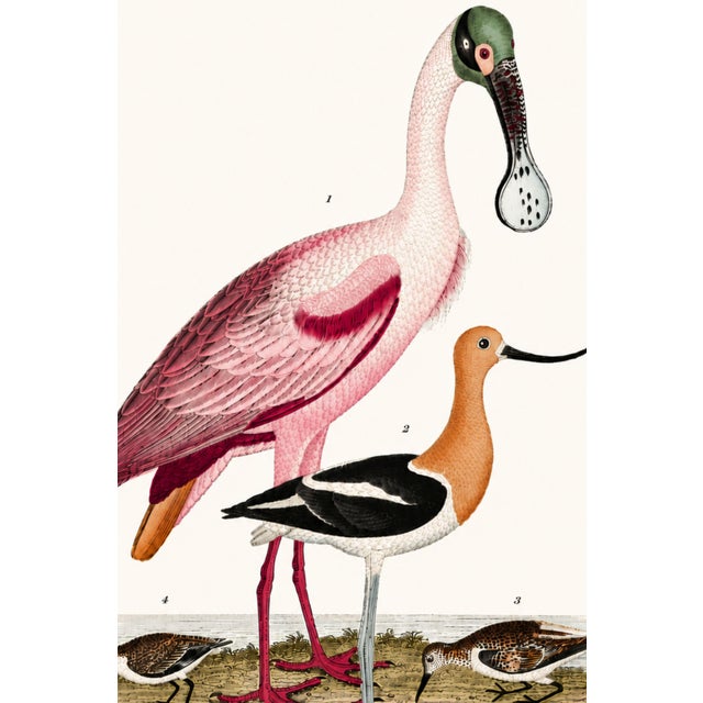 English Great Heron & Roseate Spoonbill Diptych, Vintage Art Print Reproduction, 40" X 60" For Sale - Image 3 of 12