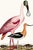 English Great Heron & Roseate Spoonbill Diptych, Vintage Art Print Reproduction, 40" X 60" For Sale - Image 3 of 12