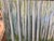 20th Century Art Painting Aspen Grove For Sale - Image 4 of 8