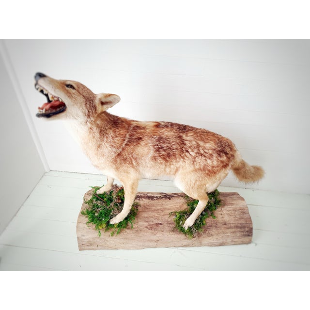Vintage Full-Body Howling Coyote Taxidermy on Handcrafted Woodland Display Base For Sale - Image 11 of 12
