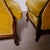 Chippendale Tub Armchairs by Citerio Meda, 1930s, Set of 2 For Sale - Image 17 of 18