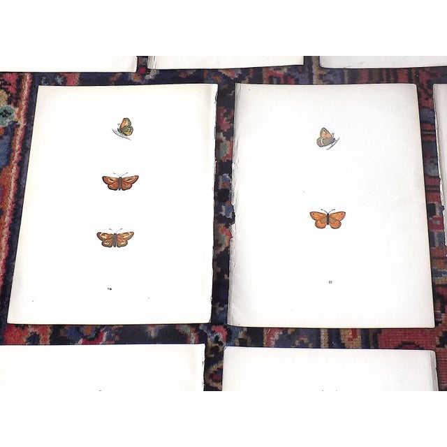 Mid 19th Century Authentic Antique 19th Century Hand Colored Butterfly Lithographs - Set of 13 For Sale - Image 5 of 9