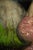 Truth by Nadezda | Oil on Panel Woman in a pink dress holding carrots in a grassy field. For Sale - Image 4 of 5