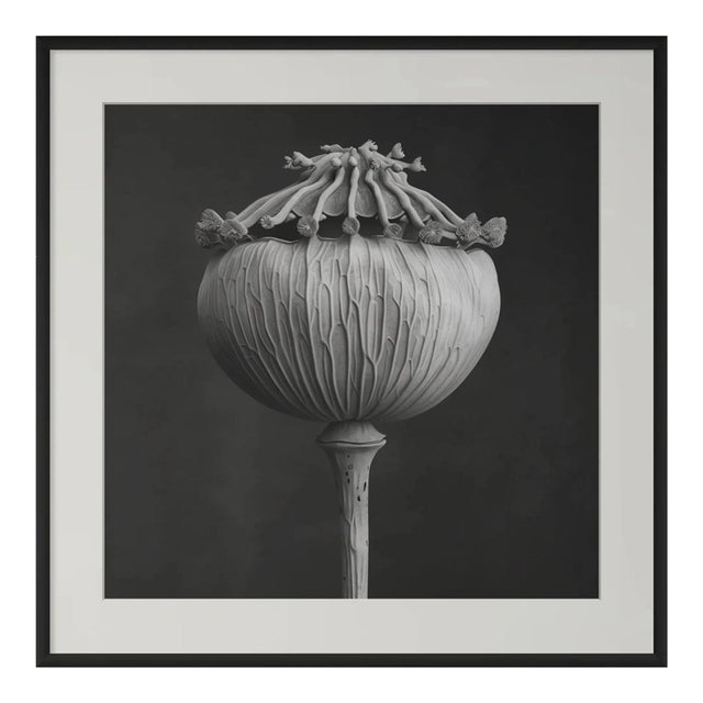 Minimalism Poppy Pod Head No. 3 - Black and White Botanical Floral Photograph Print | Karl Blossfeldt | Unframed For Sale - Image 3 of 4