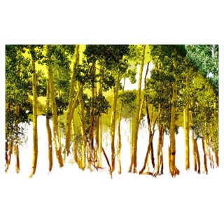 Karine Laval, Pando #3, 2018, Color Photography For Sale