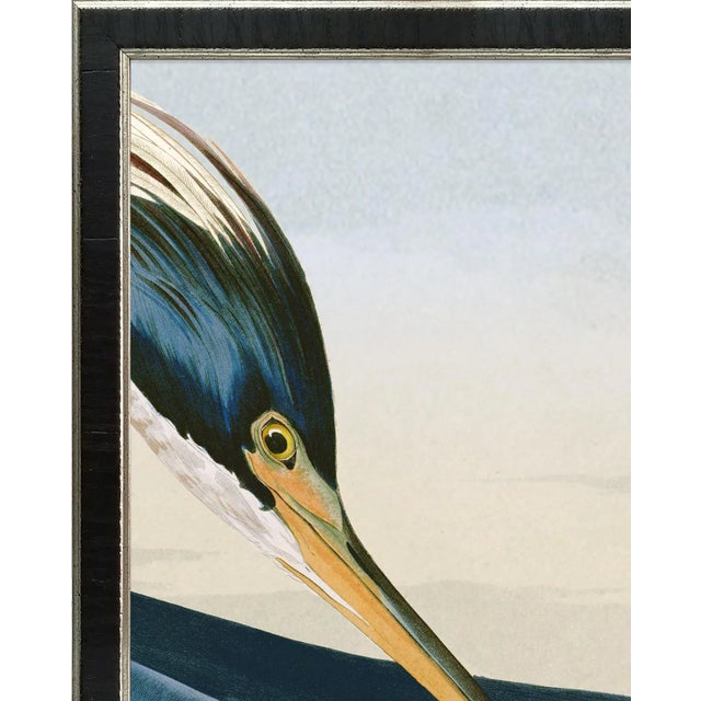 A print so awesome it can not be contained in one frame. The Louisiana Heron from John J. Audubon's The Birds of North...