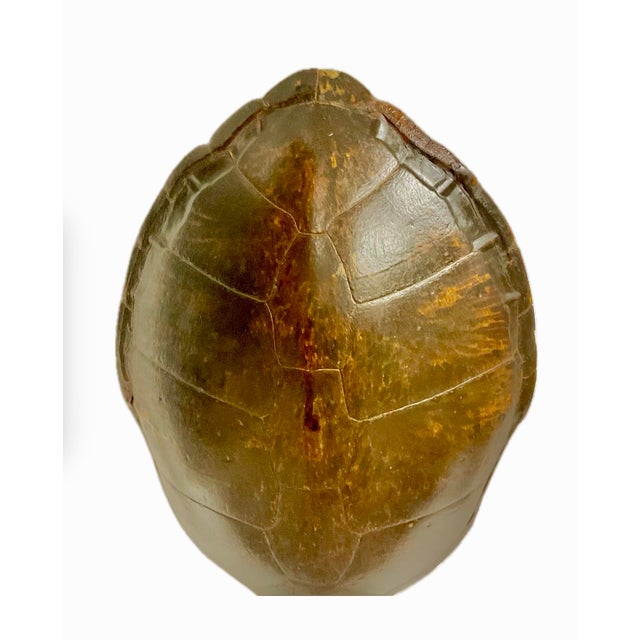 Monumental Natural Antique Turtle Carapace Shell Lamp For Sale - Image 15 of 15