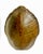 Monumental Natural Antique Turtle Carapace Shell Lamp For Sale - Image 15 of 15