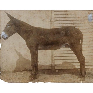 Antique Tennessee Mammoth Jack Donkey Photograph For Sale