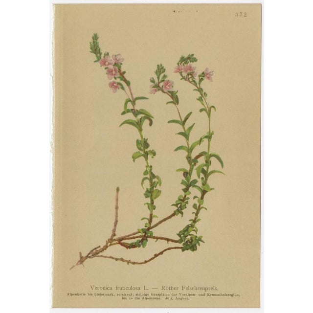 Late 19th Century After Anton Hartinger, Alpine Speedwell and Wulfenia Botanical Plates, 1897, Prints, Set of 8 For Sale - Image 5 of 12