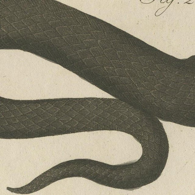 Bertuch, Two Snakes with Open Jaws, 1805, Print For Sale - Image 9 of 12