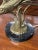 Mid-Century Brass Swordfish Table Lamp For Sale - Image 4 of 11