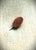 Metal Antique 9k Gold Victorian Goldstone Oval Stickpin, Lapel Pin For Sale - Image 7 of 9
