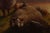 Henry Robinson Hall Landscape Oil Painting, 'Evening in the Highlands' For Sale - Image 12 of 18